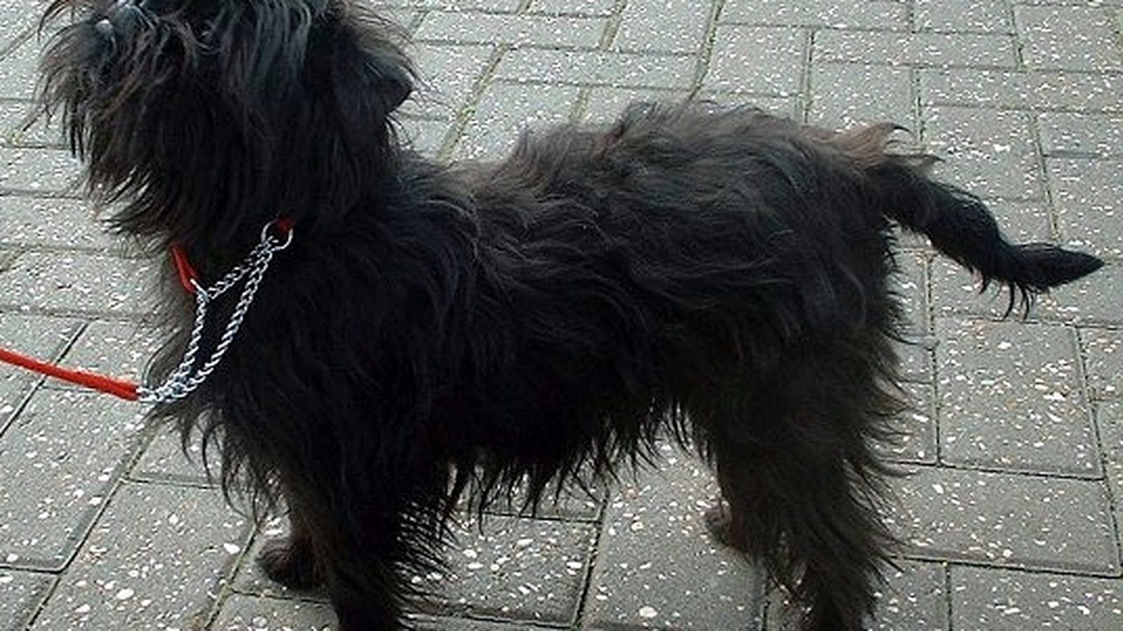 Affenpinscher adulto, raza pequeña del grupo Toy
