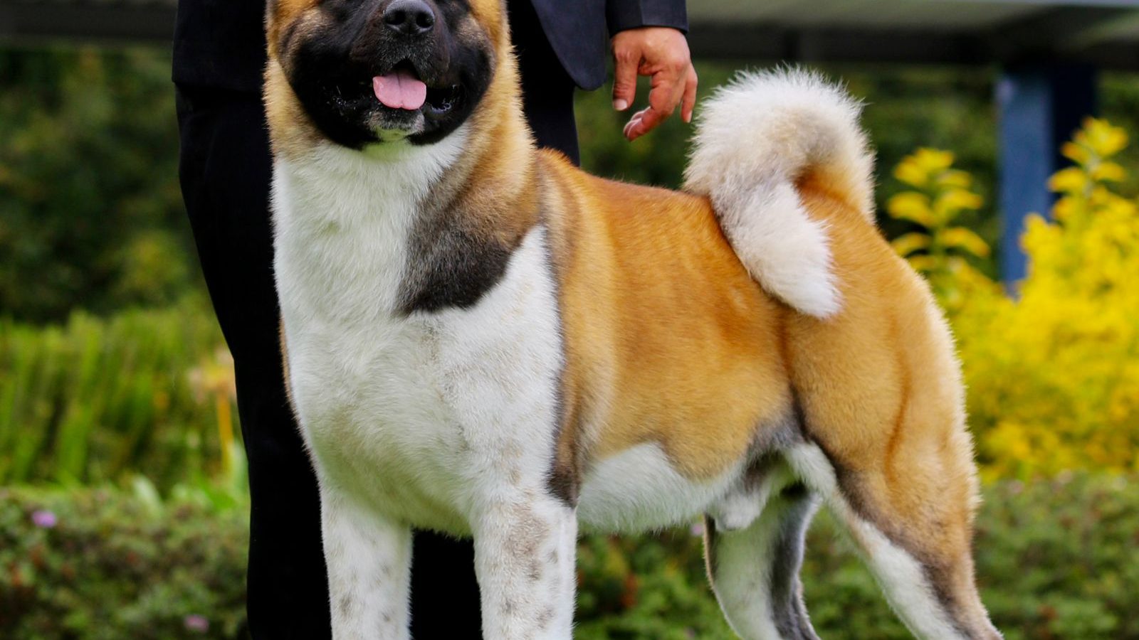 Ejemplar adulto de la raza Akita Americano