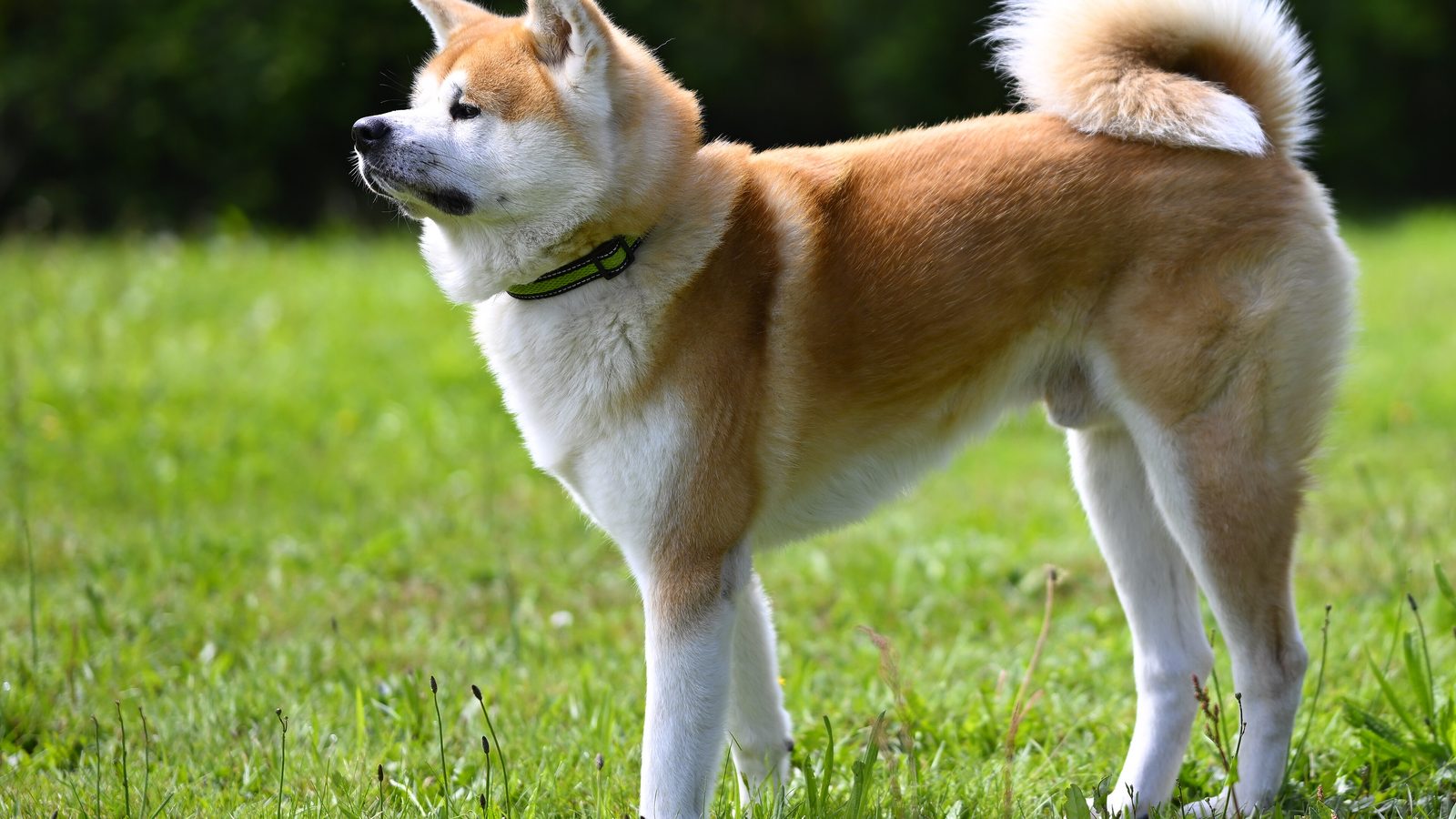 Ejemplar adulto de la raza Akita Japones