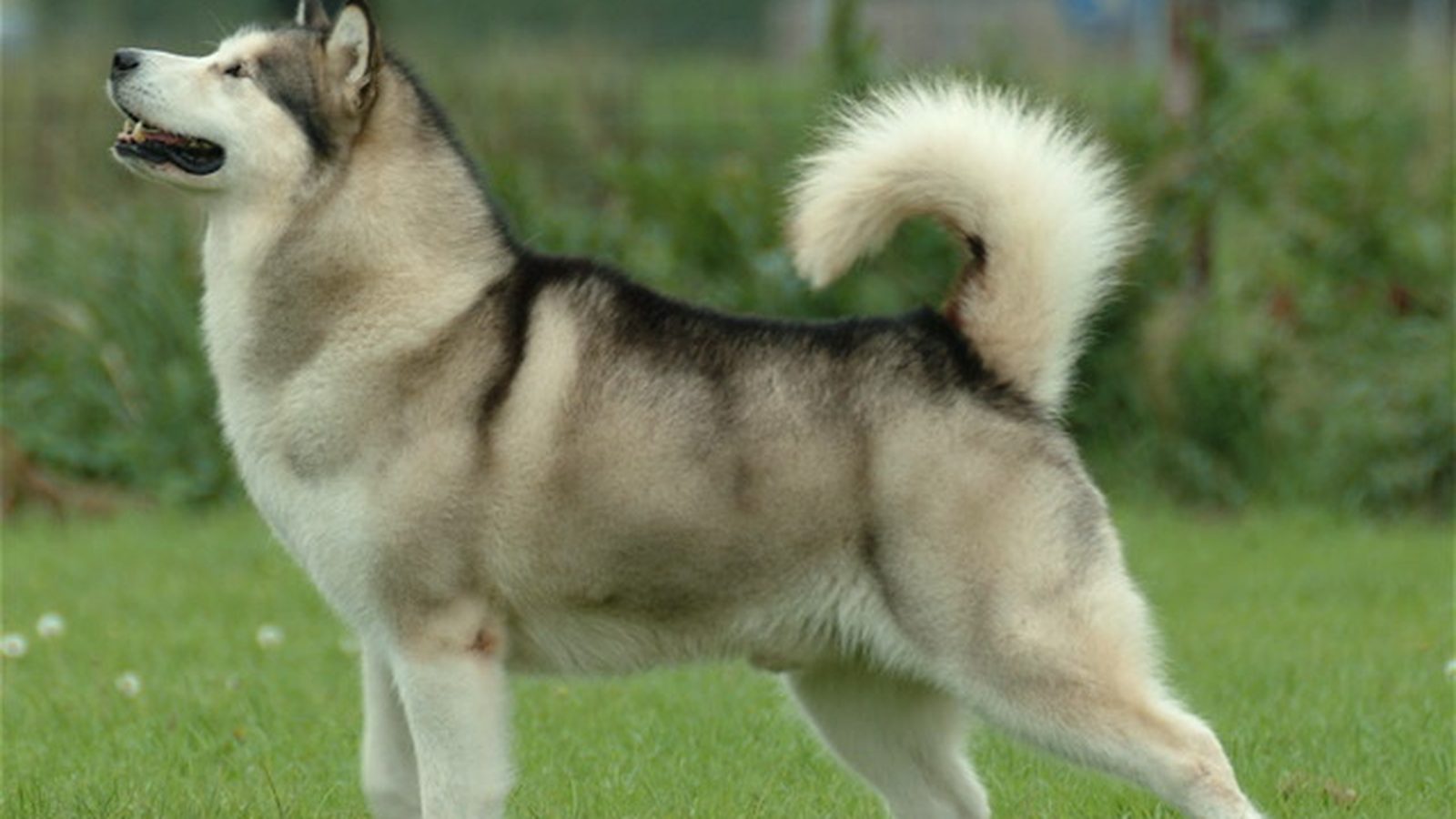 Alaskan Malamute adulto de manto gris lobo y blanco, postura erguida sobre nieve