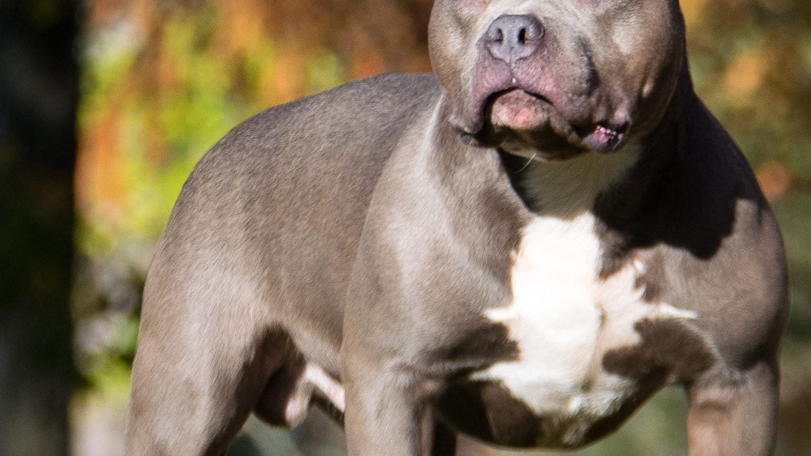 American Bully Standard adulto musculoso de manto azul atigrado, cabeza ancha y postura cuadrada