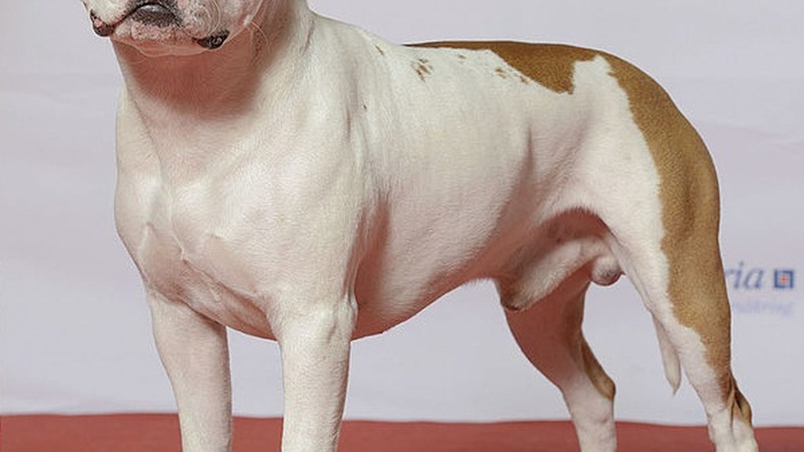 Ejemplar adulto de la raza American Staffordshire