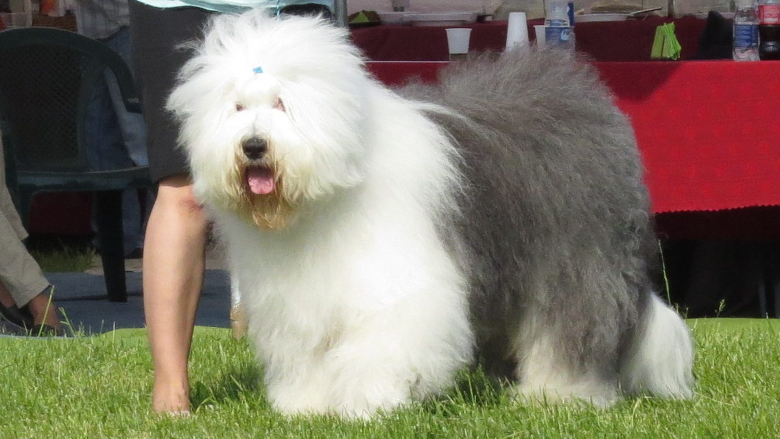 Ejemplar adulto de la raza Bobtail