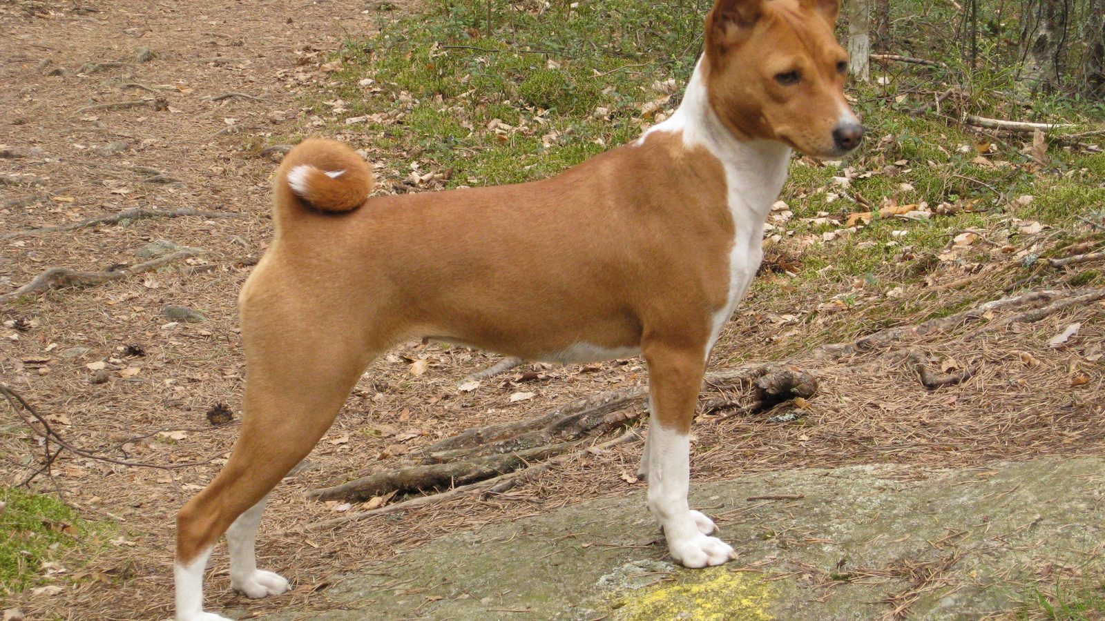 Basenji adulto, raza mediana