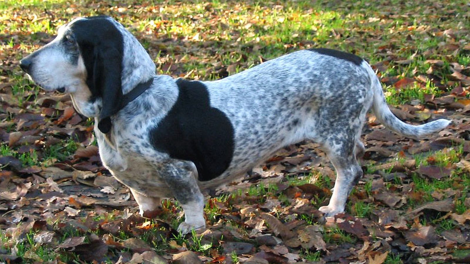 Ejemplar adulto de la raza Basset Azul De Gascuna