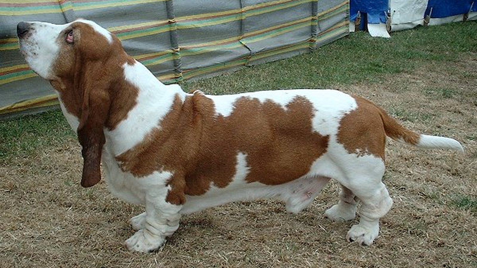 Basset Hound adulto, raza mediana