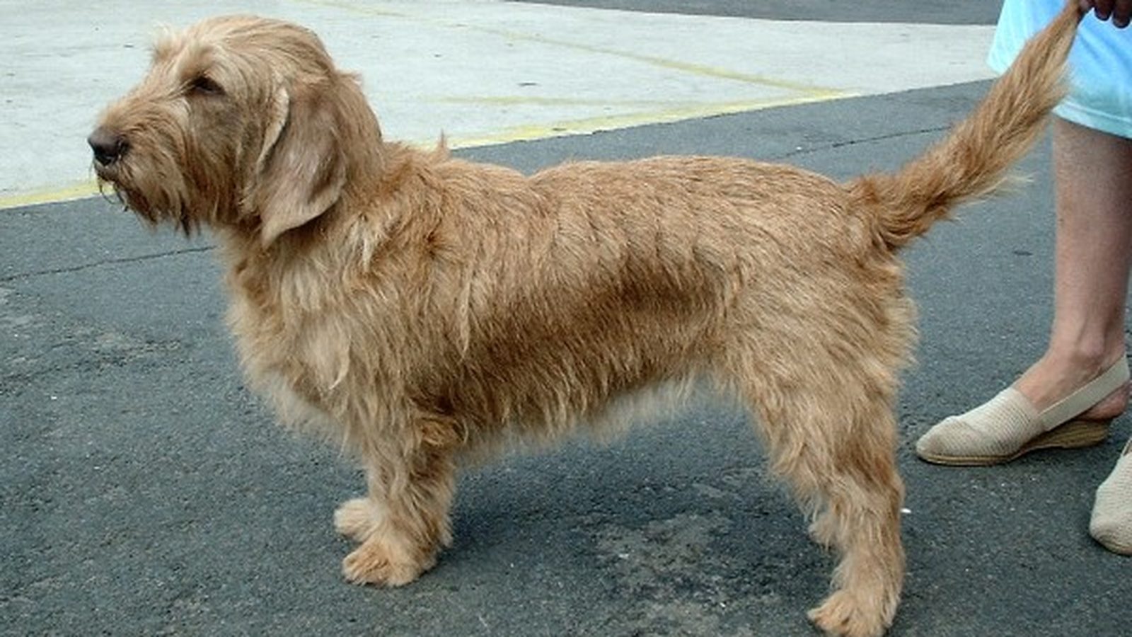 Ejemplar adulto de la raza Basset Leonado De Bretana