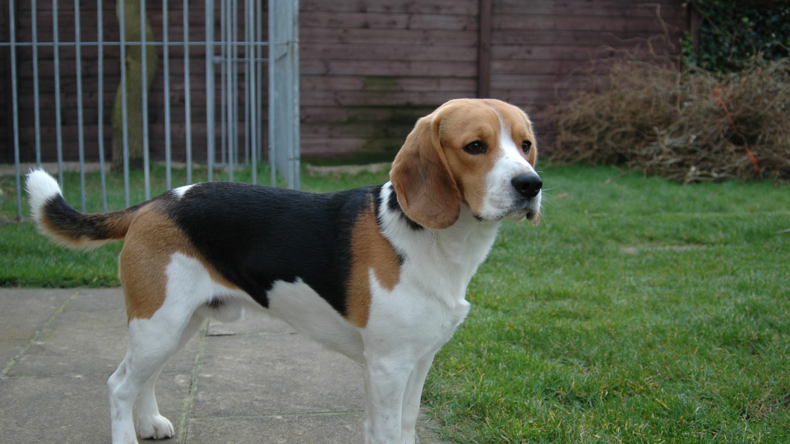 Beagle adulto, raza mediana