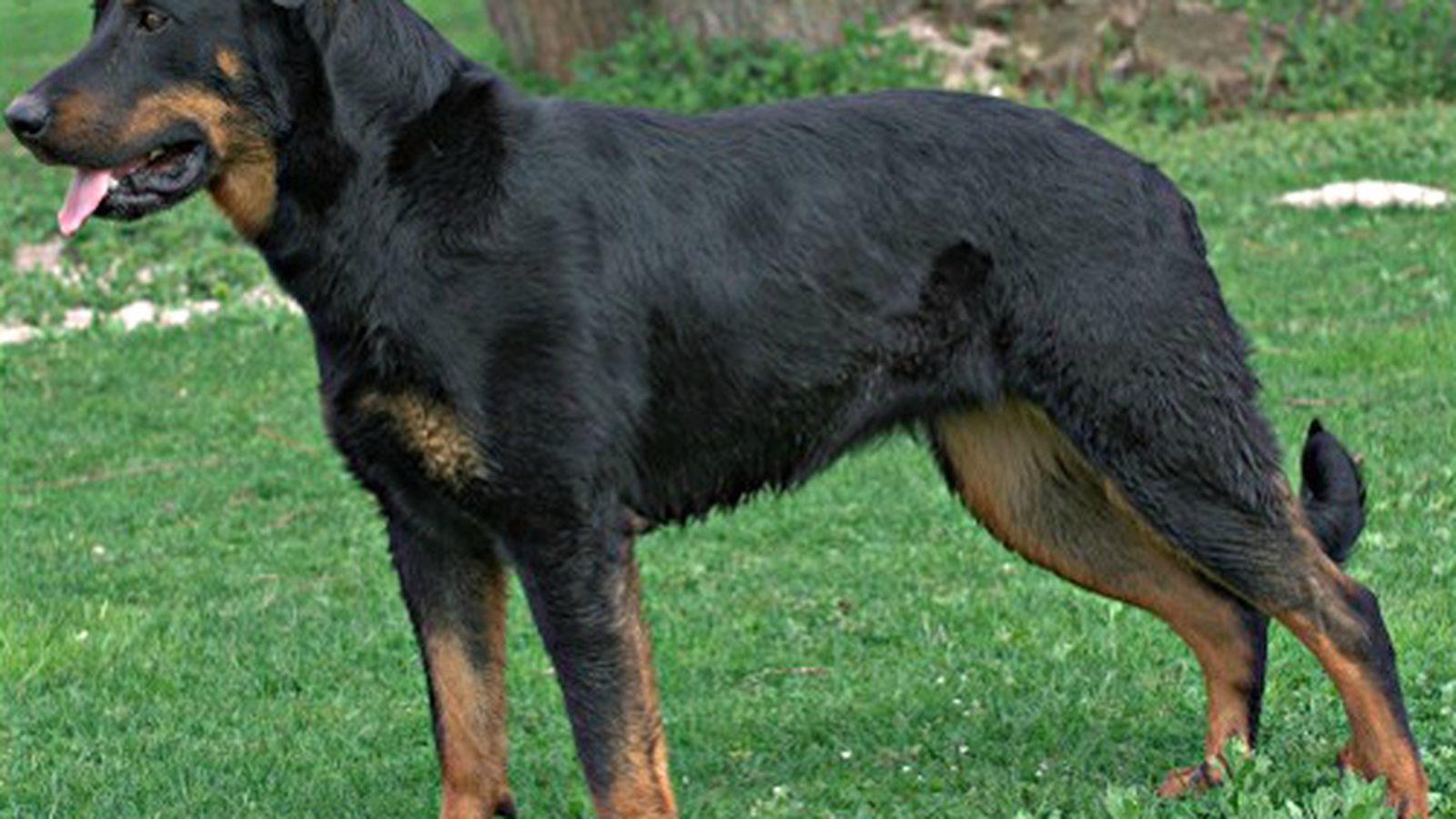 Beauceron adulto, raza grande del grupo Perro pastor