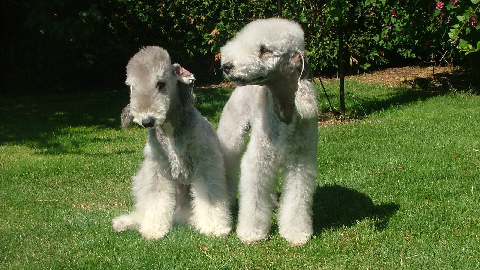 Bedlington Terrier adulto, raza pequeña del grupo Terrier