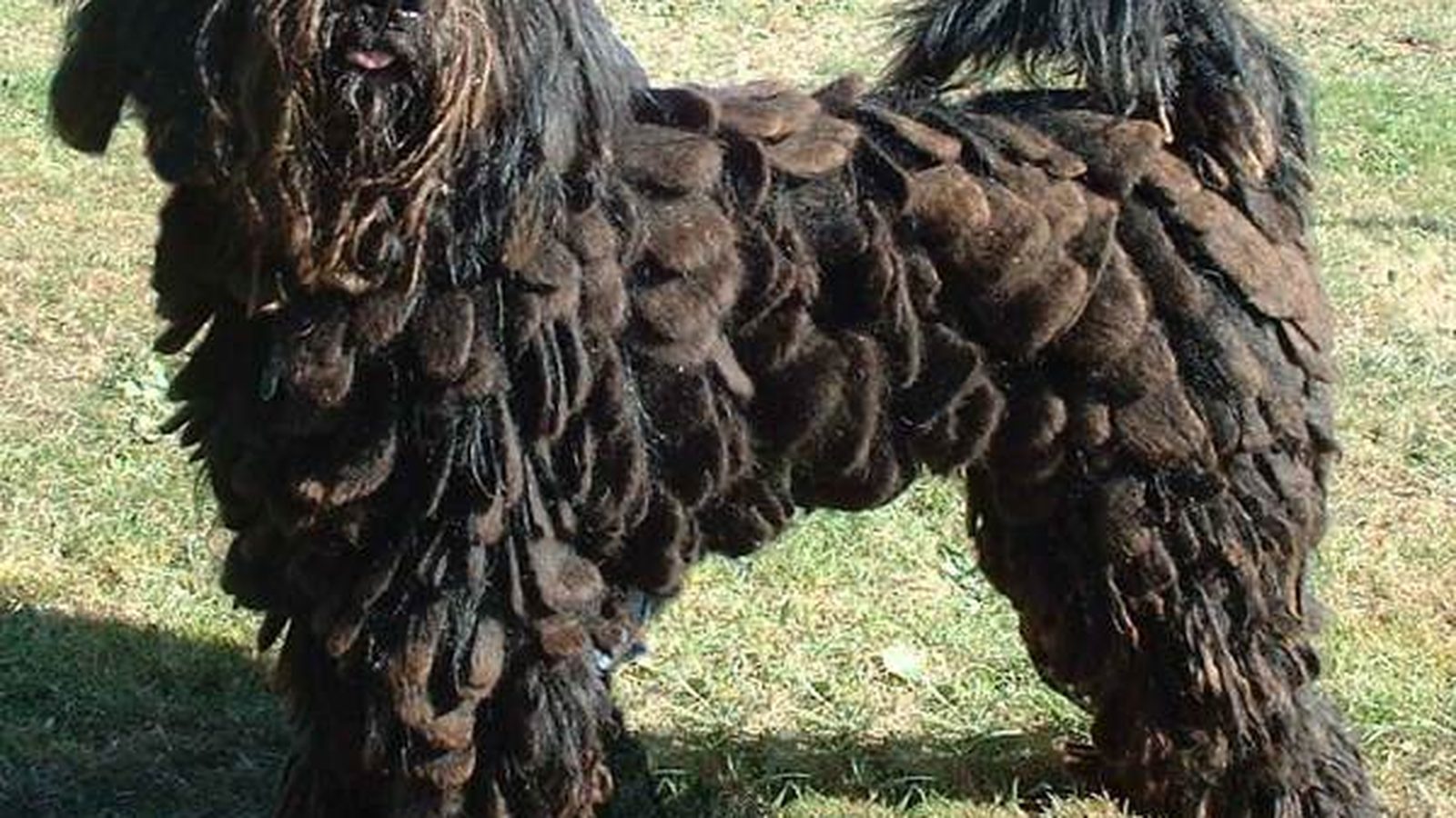 Ejemplar adulto de la raza Bergamasco