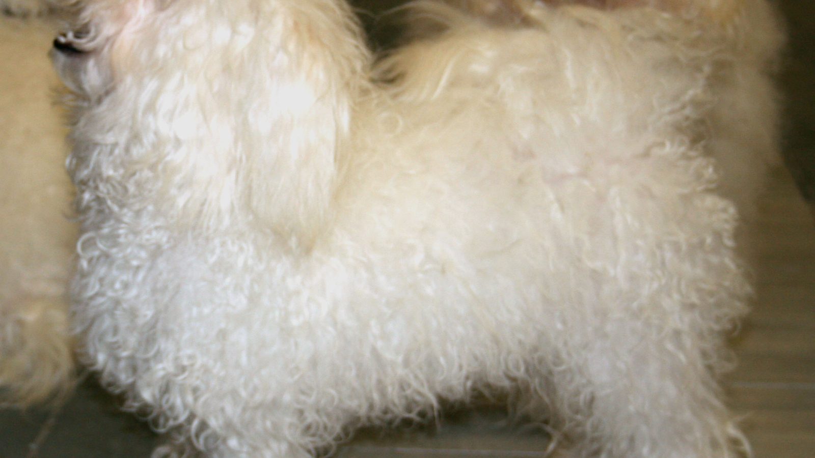 Ejemplar adulto de la raza Bichon Bolones
