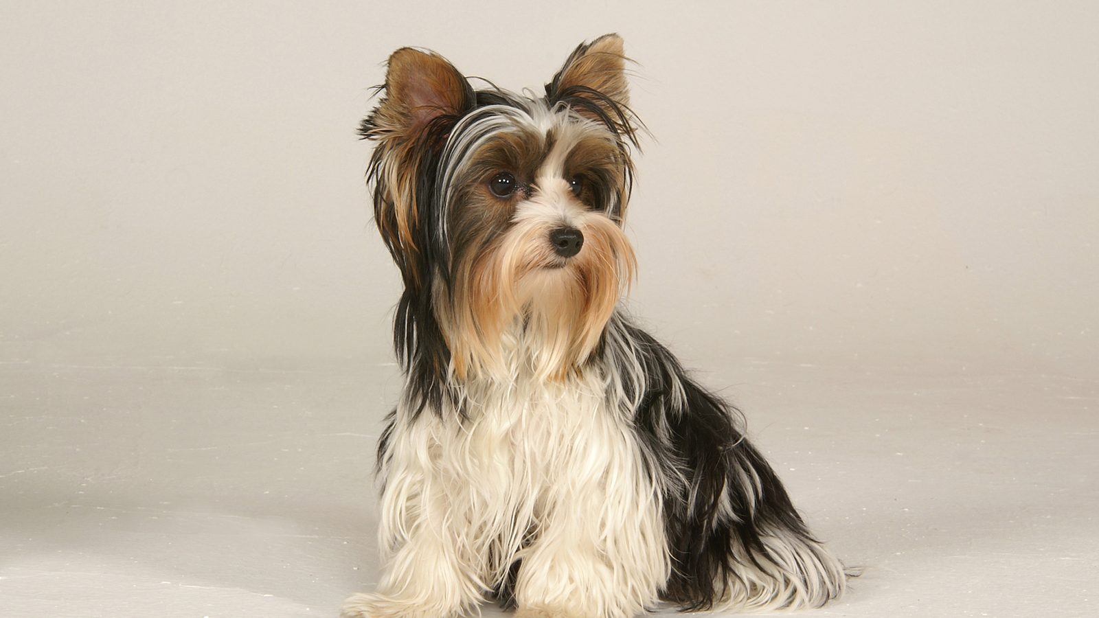 Biewer Terrier adulto tricolor (blanco, negro y dorado) con pelaje largo y sedoso, postura alerta