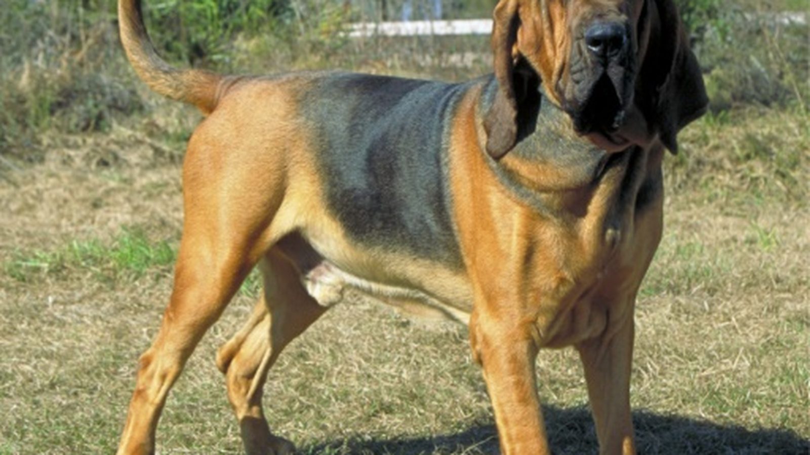 Ejemplar adulto de la raza Bloodhound