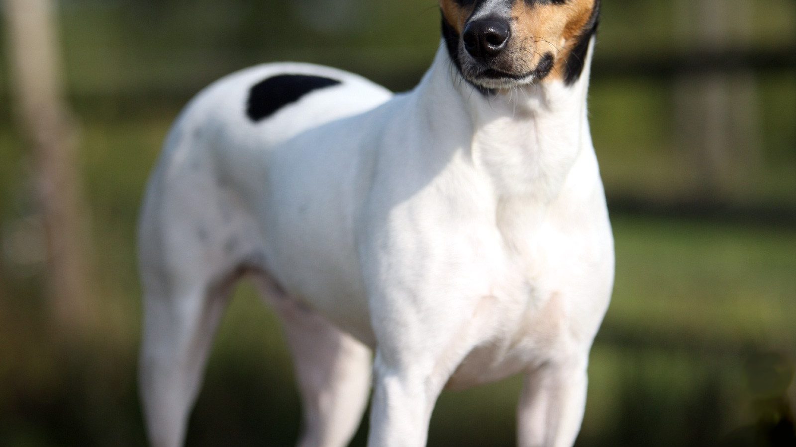 Ejemplar adulto de la raza Bodeguero Andaluz