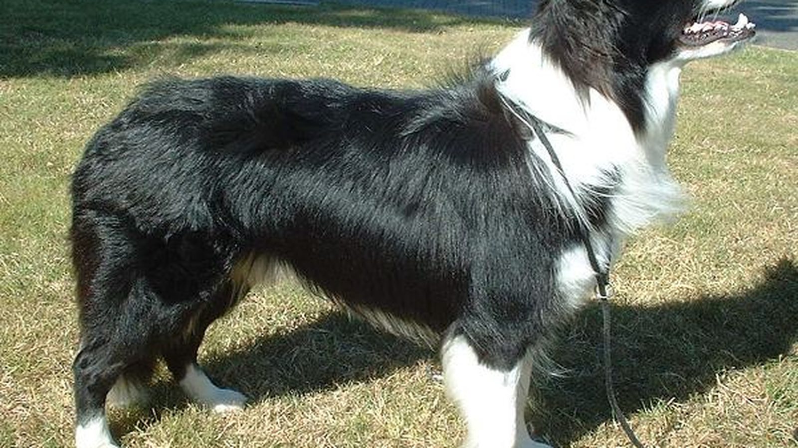 Border Collie adulto, raza mediana