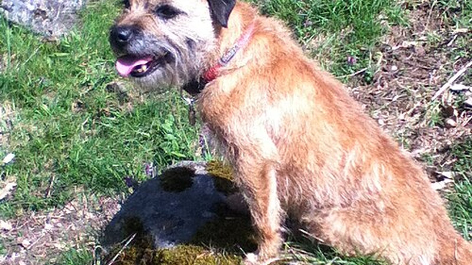Ejemplar adulto de la raza Border Terrier