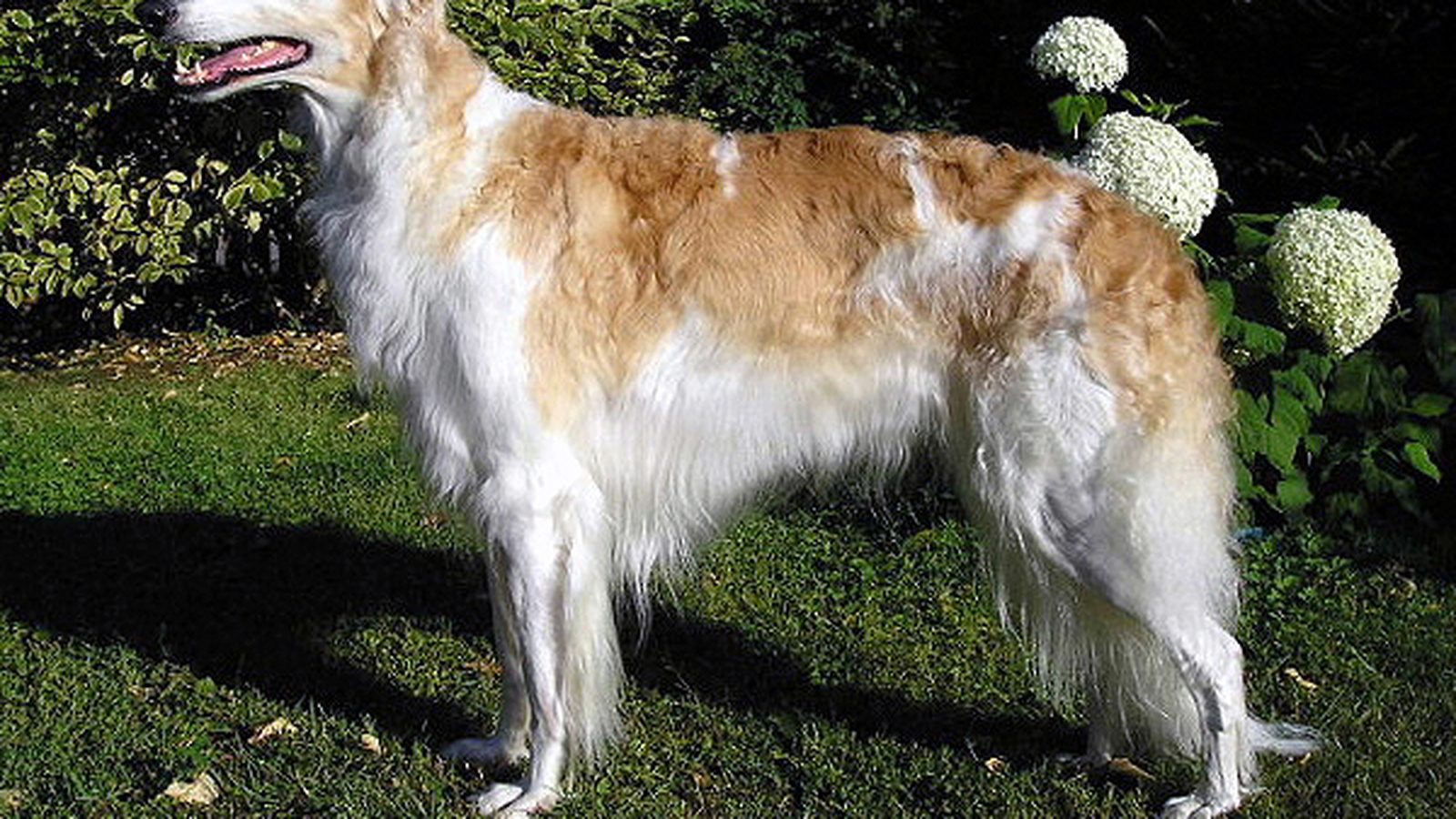 Borzoi adulto, raza grande del grupo Sabueso