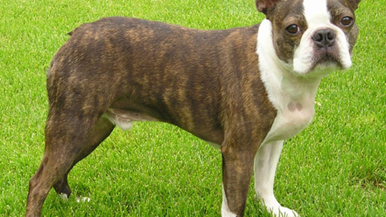 Boston Terrier adulto, raza pequeña del grupo Perro de utilidad