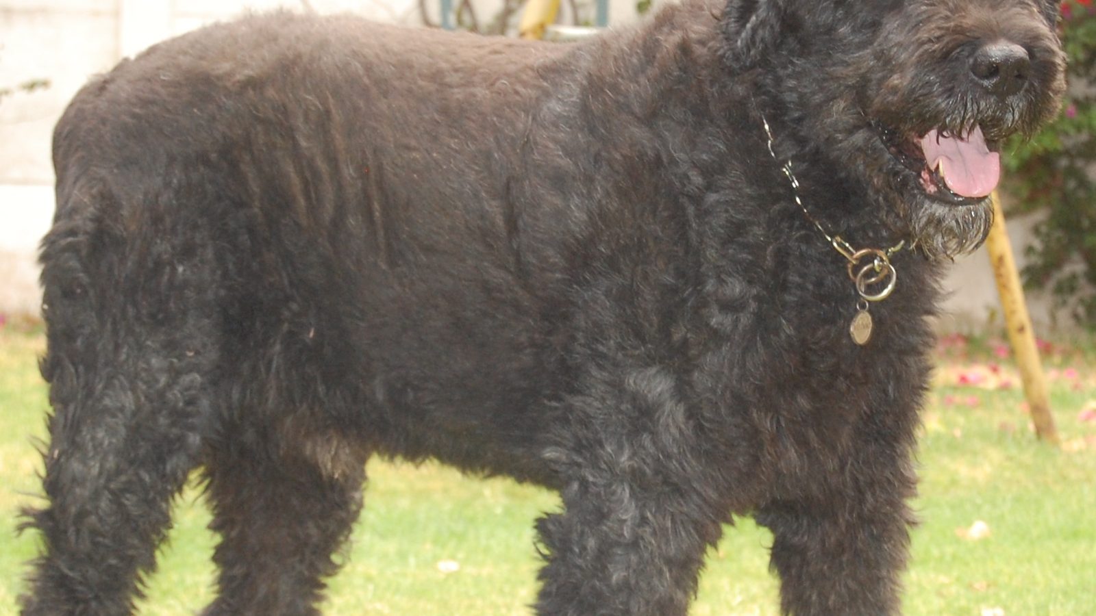 Ejemplar adulto de la raza Boyero De Flandres