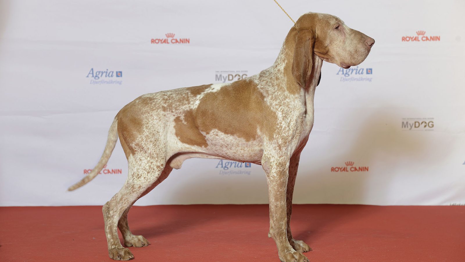 Ejemplar adulto de la raza Bracco Italiano