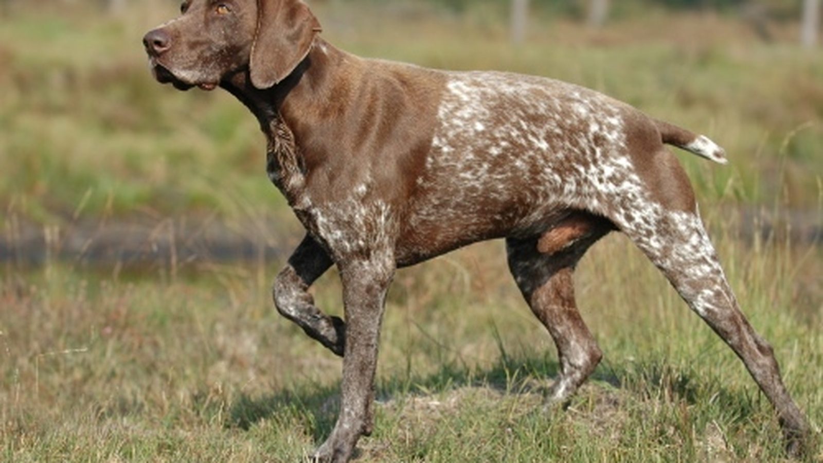 Braco alemán de pelo corto adulto, raza grande del grupo Perro de caza