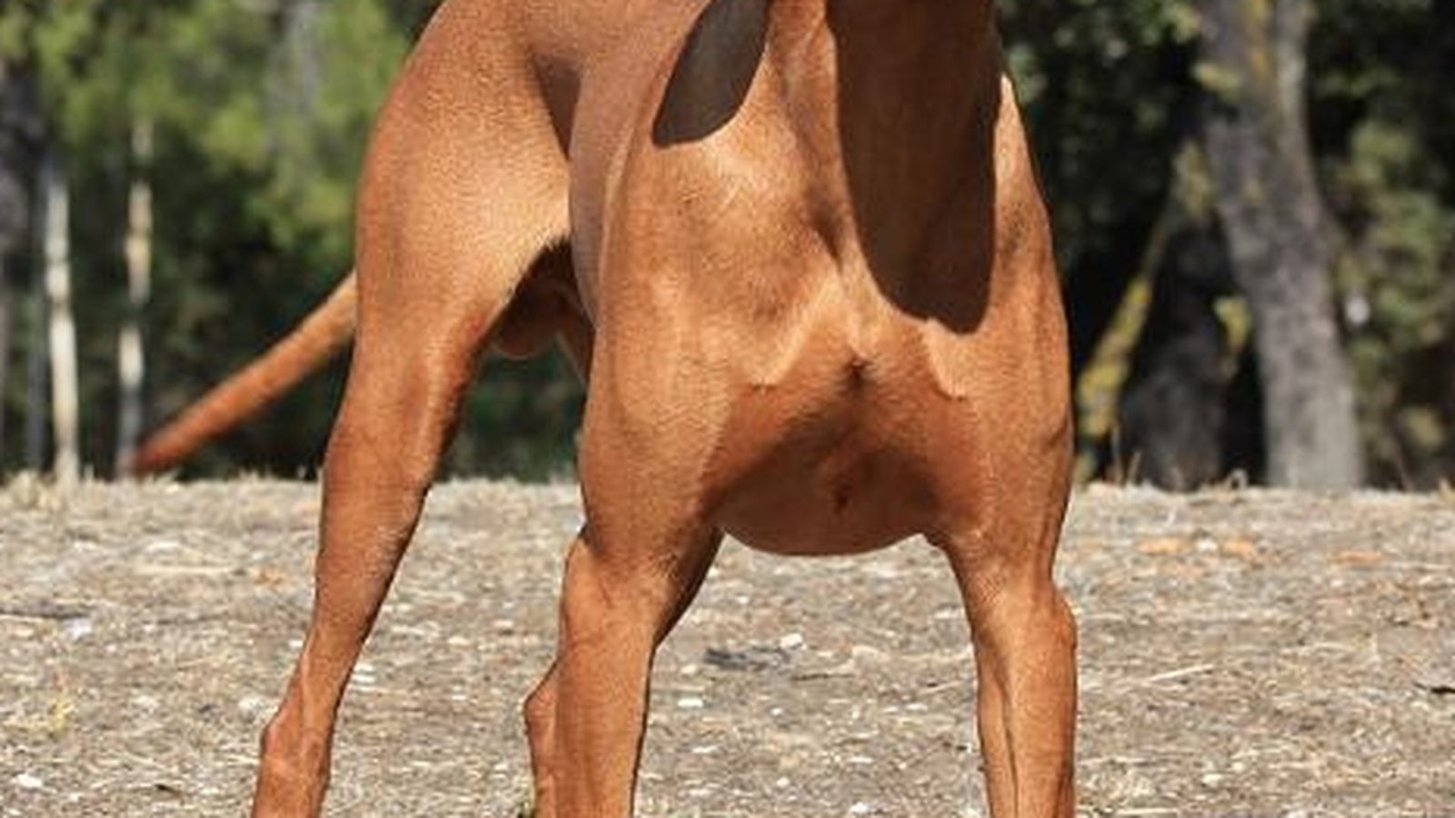 Ejemplar adulto de la raza Vizsla