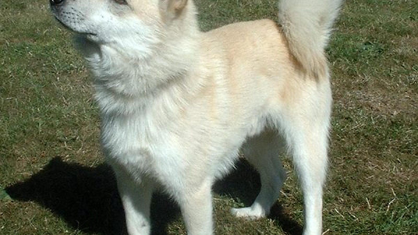 Ejemplar adulto de la raza Buhund Noruego