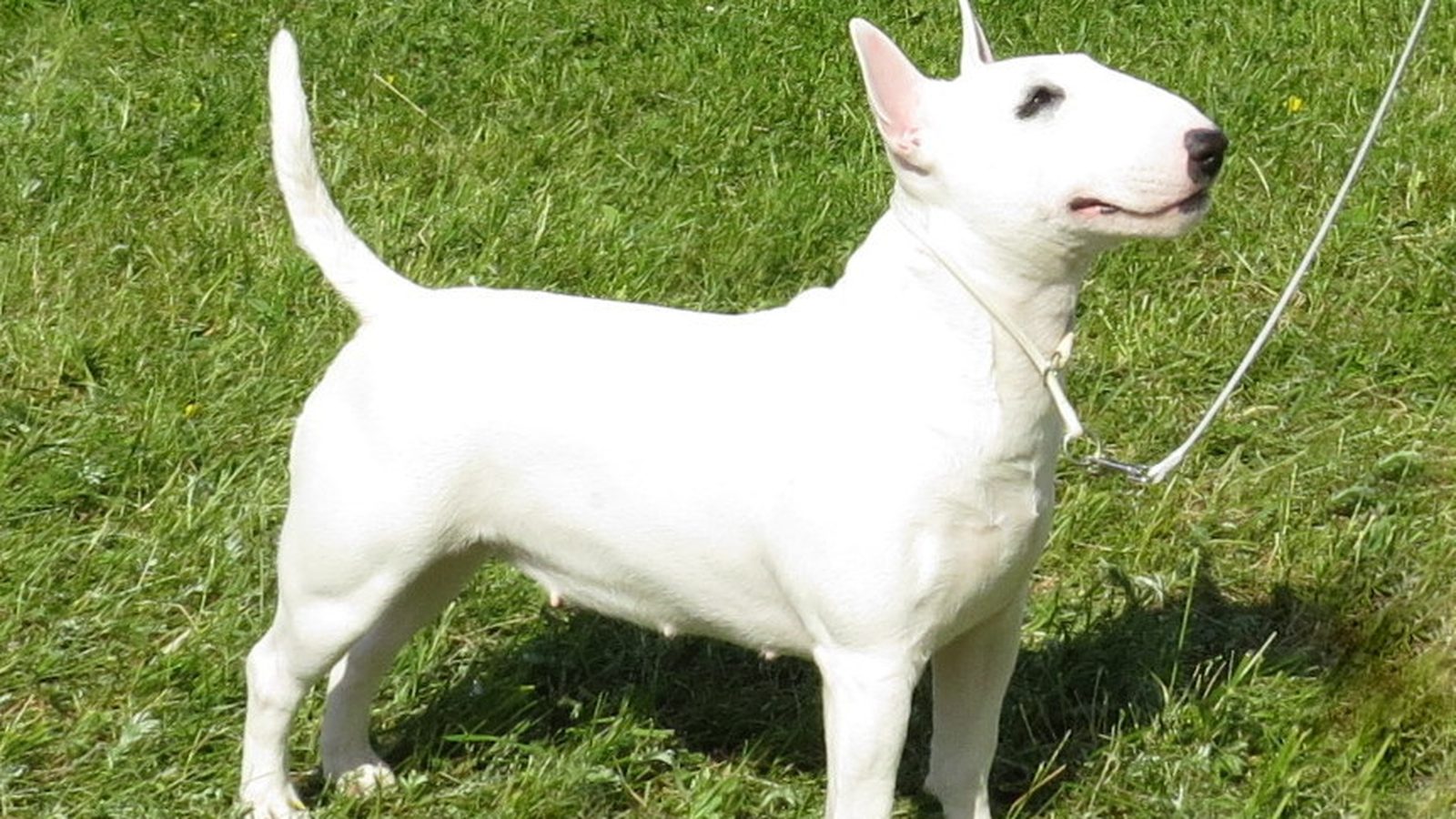 Ejemplar adulto de la raza Bull Terrier Miniatura