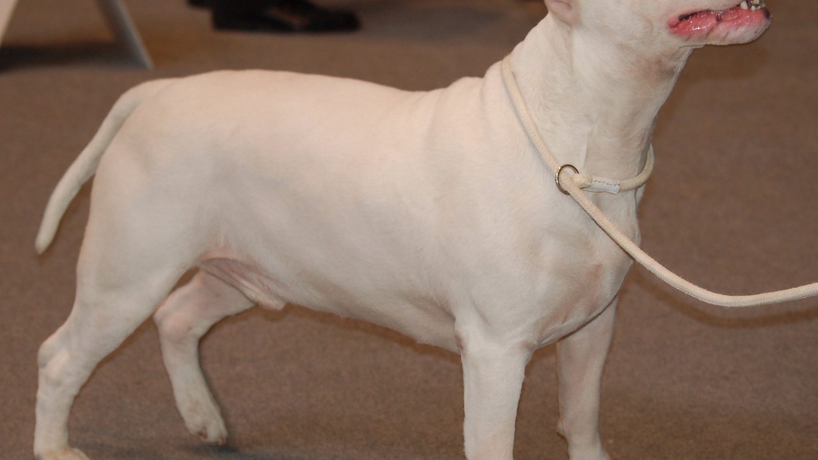 Bull Terrier adulto, raza mediana del grupo Terrier