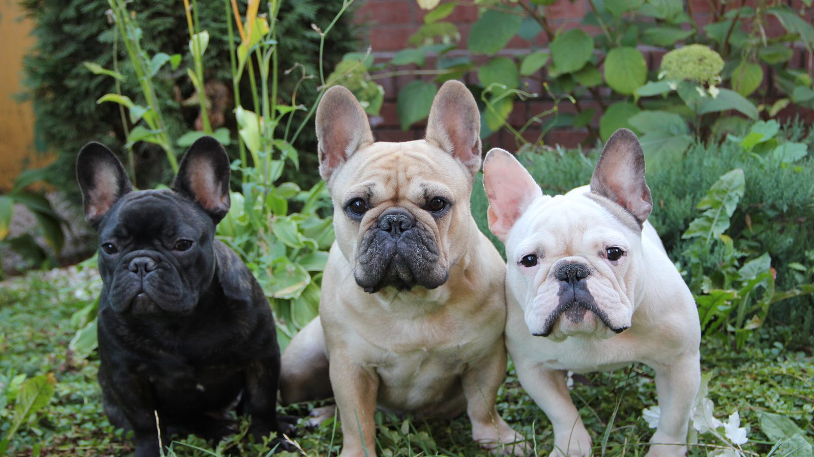 Ejemplar adulto de la raza Bulldog Frances