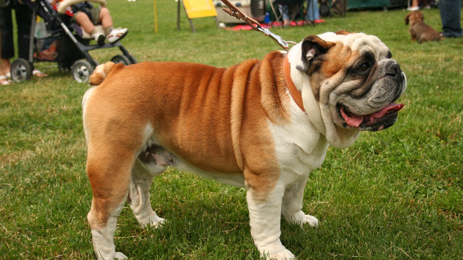 Ejemplar adulto de la raza Bulldog