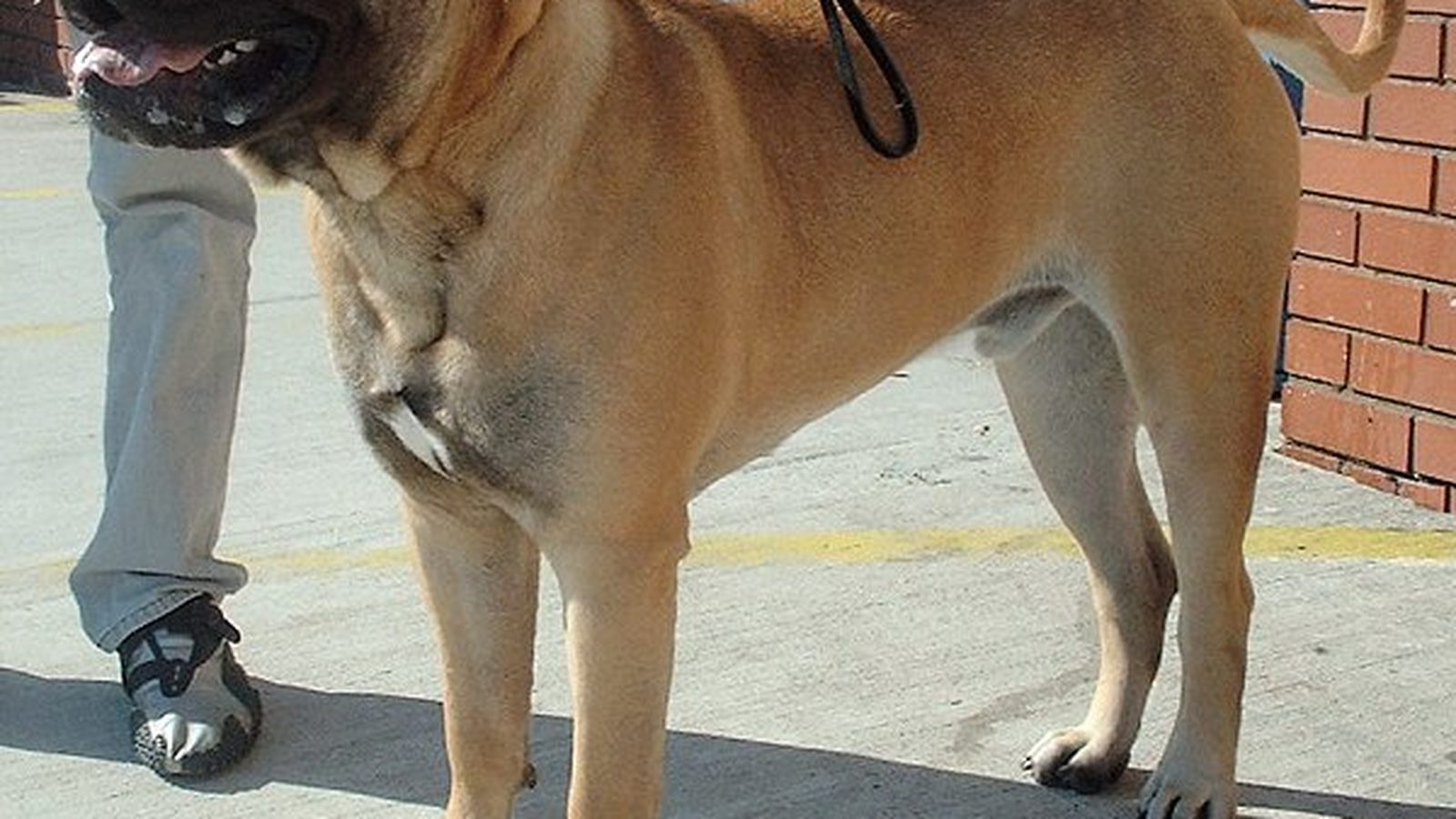 Bullmastiff adulto, raza mediana del grupo Perro de trabajo