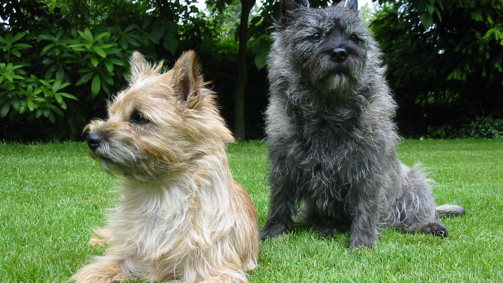 Ejemplar adulto de la raza Cairn Terrier