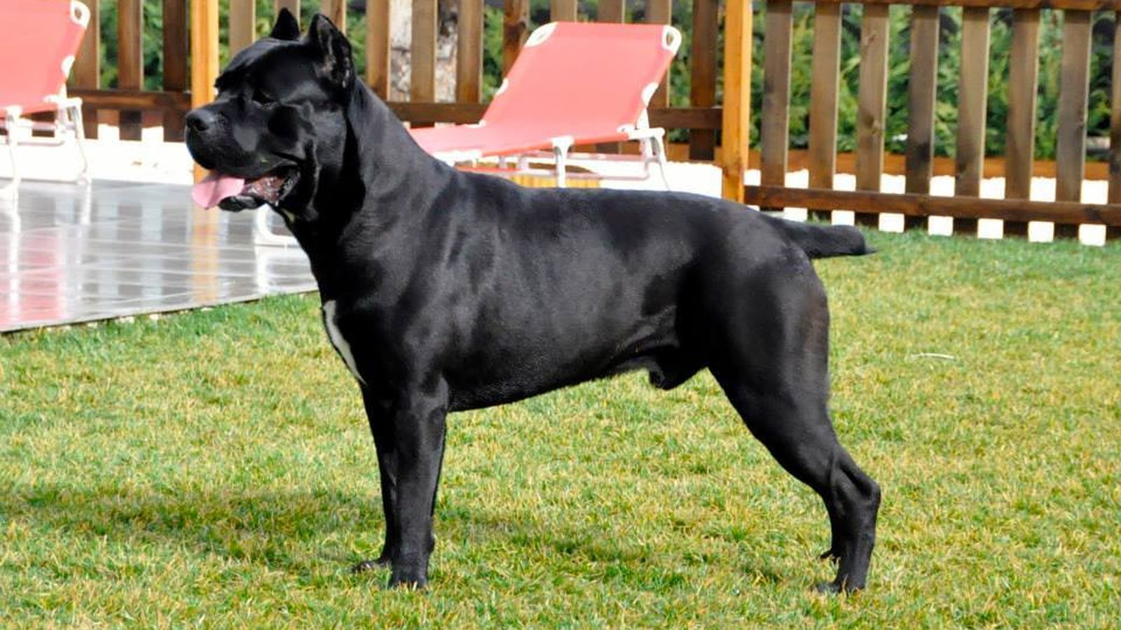 Ejemplar adulto de la raza Cane Corso