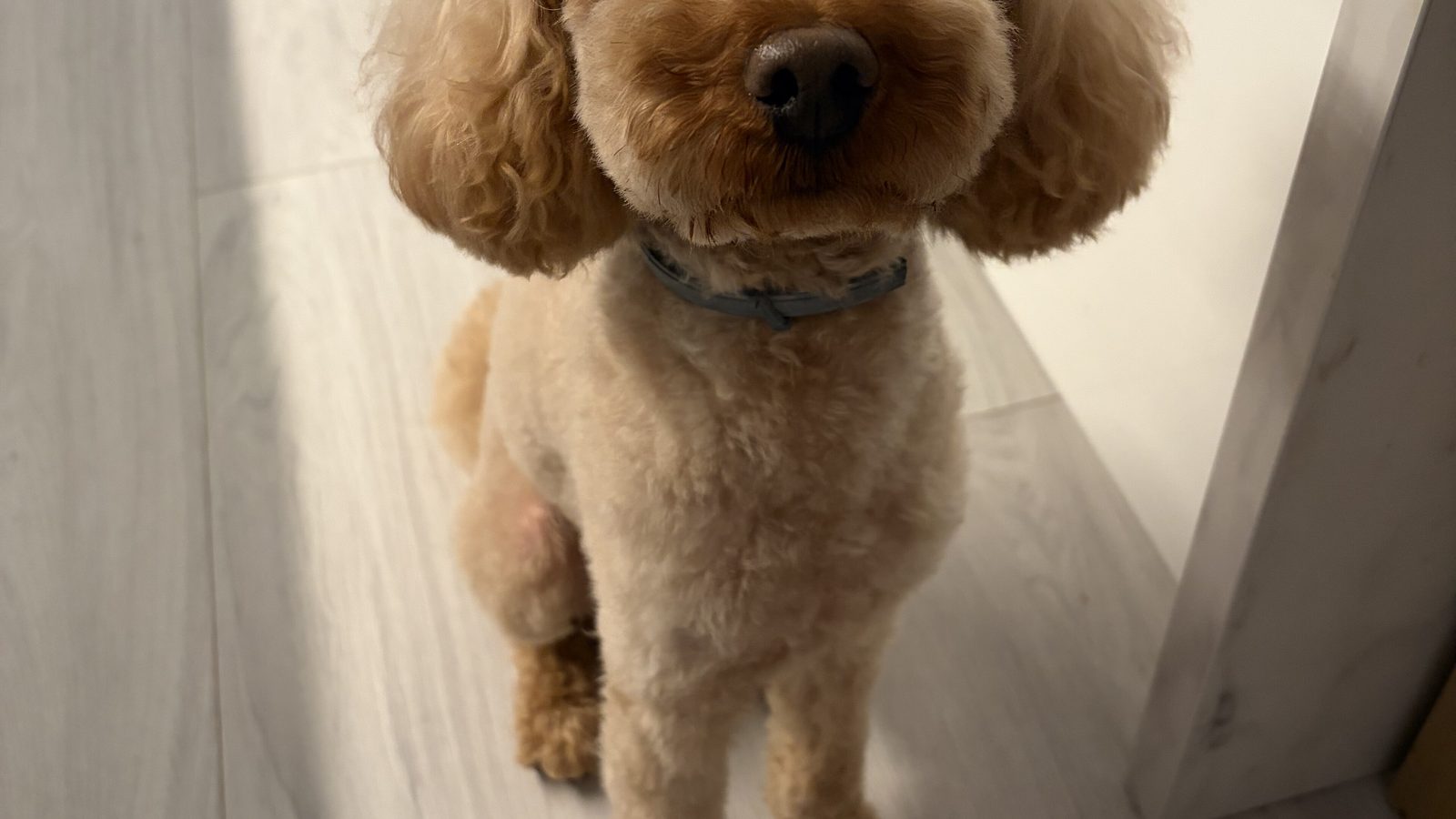 Ejemplar adulto de la raza Caniche Toy