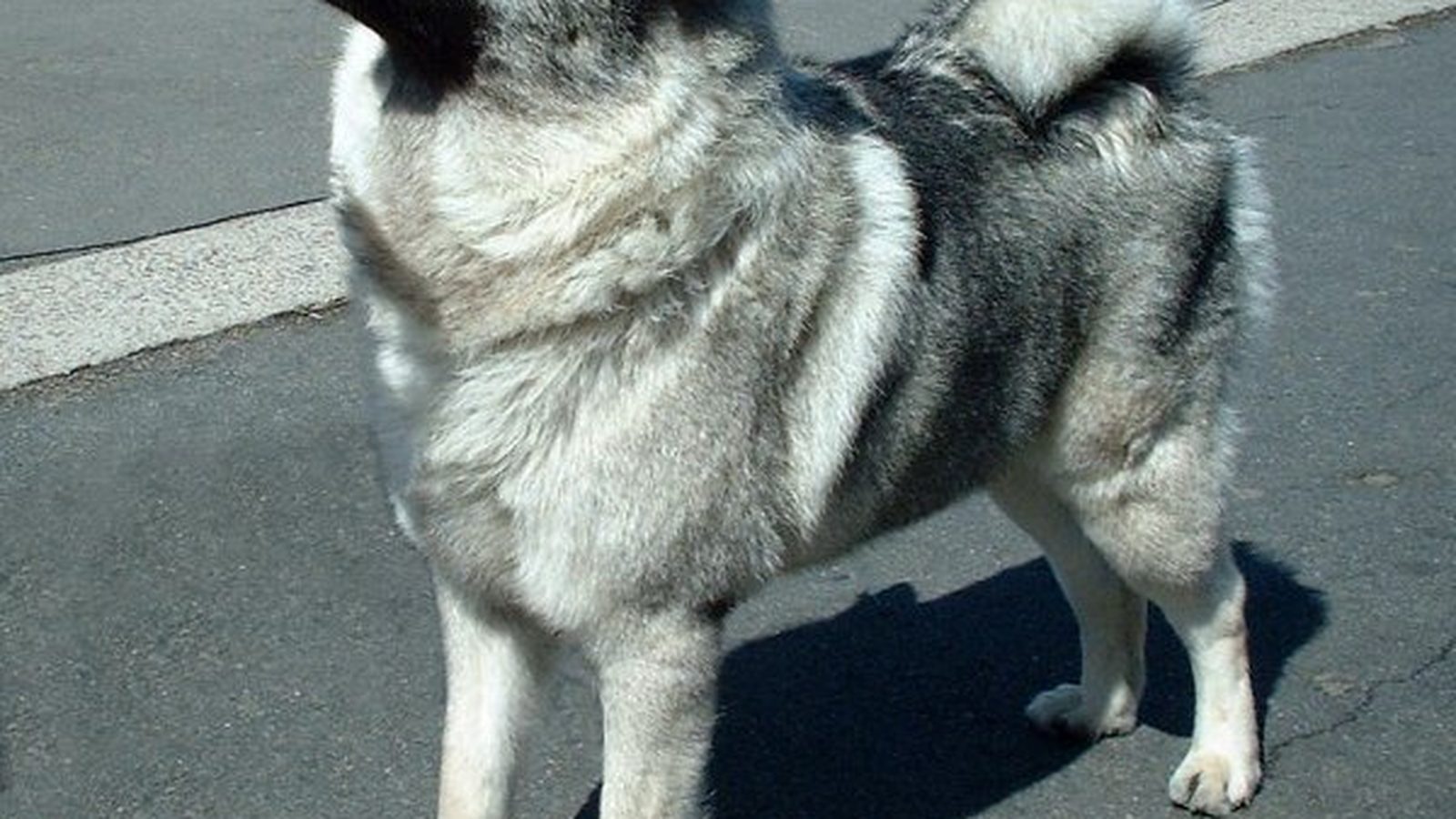 Ejemplar adulto de la raza Cazador de alces noruego