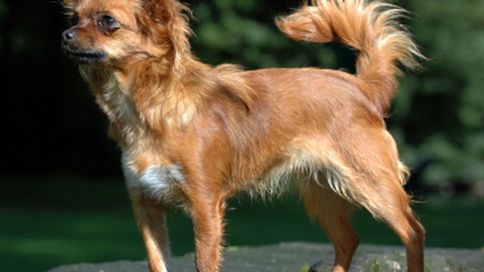 Ejemplar adulto de la raza Chihuahua De Pelo Largo