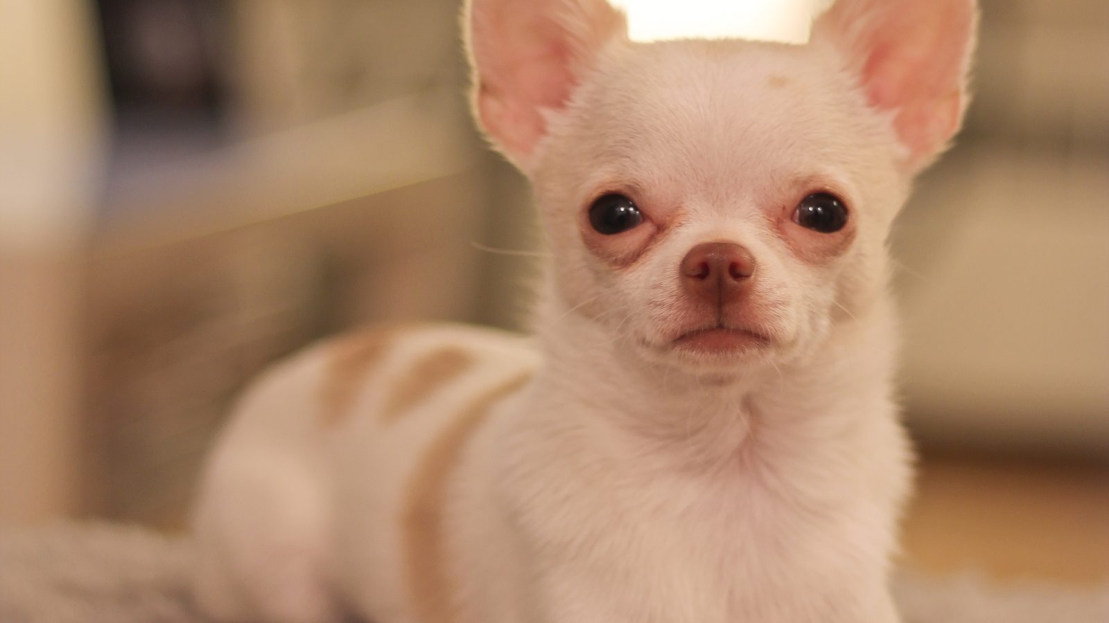Ejemplar adulto de la raza Chihuahua De Pelo Suave