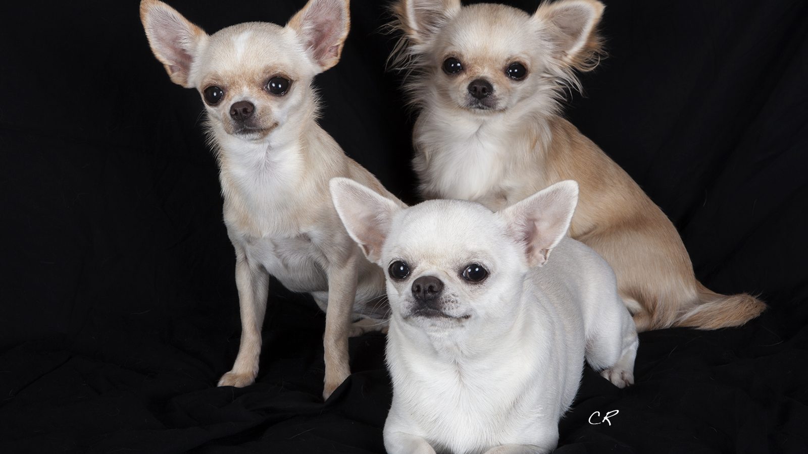 Chihuahua, raza canina adulta