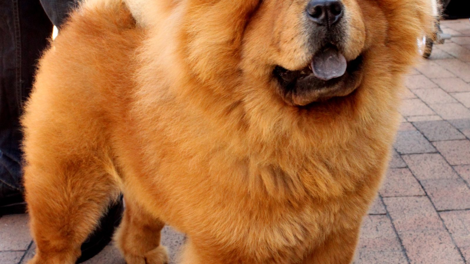 Chow Chow adulto en plano fotográfico