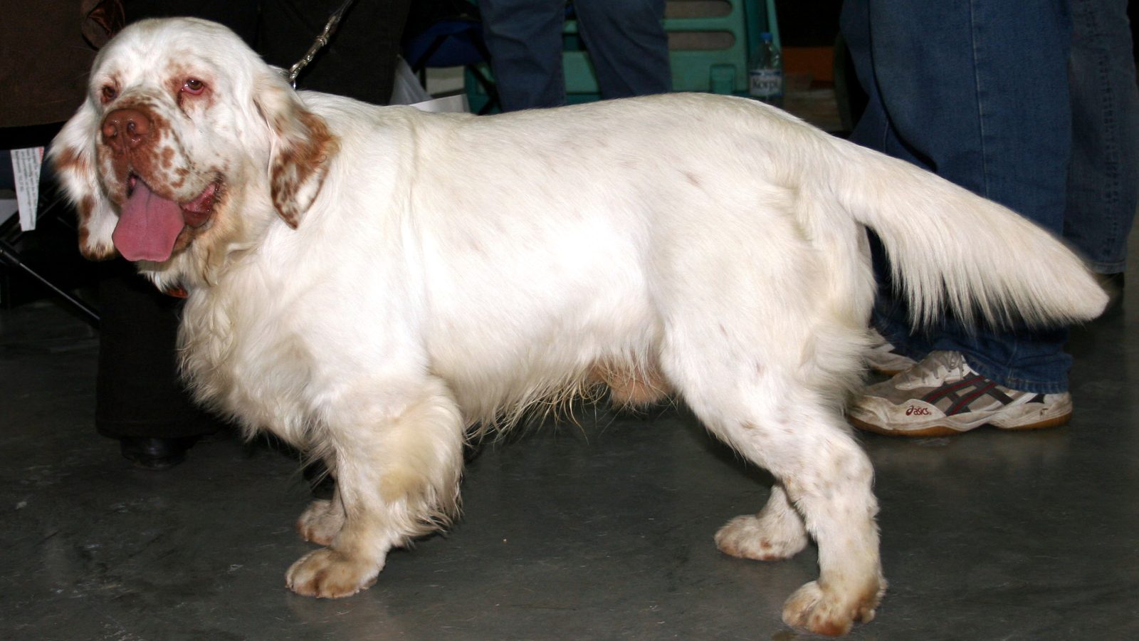 Ejemplar adulto de la raza Clumber Spaniel