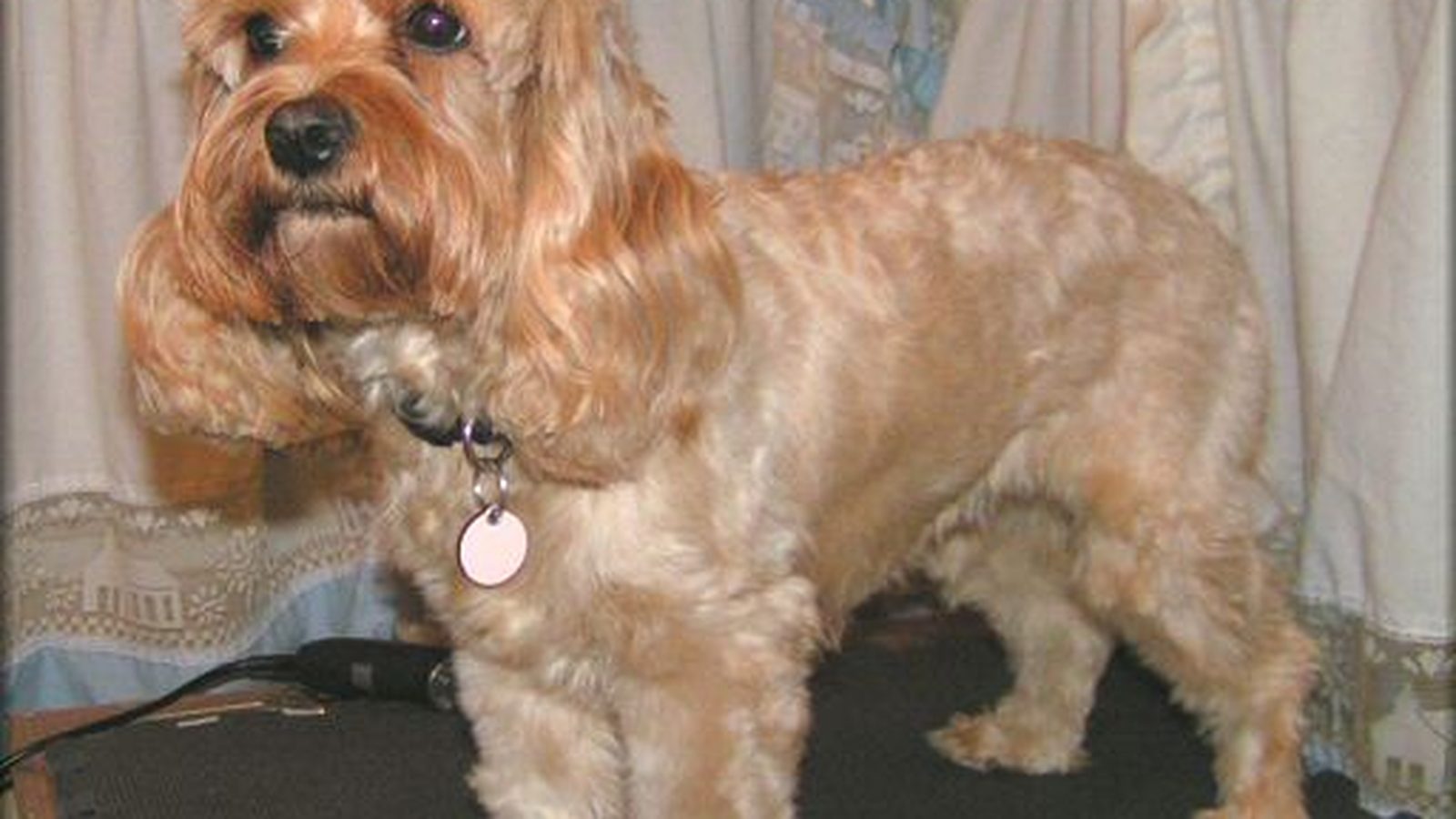 Ejemplar adulto de la raza Cockapoo