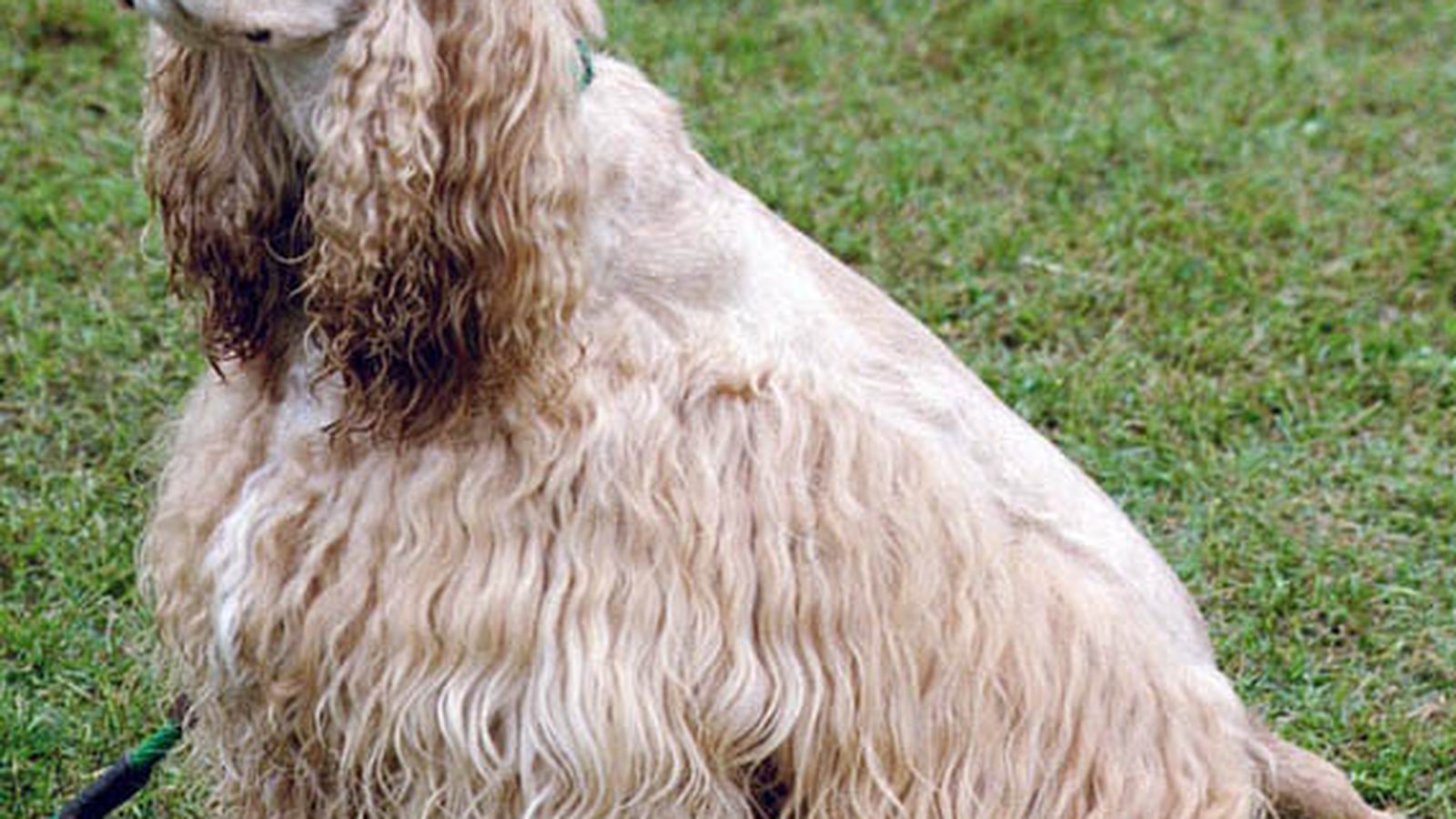 Ejemplar adulto de la raza Cocker Spaniel Americano