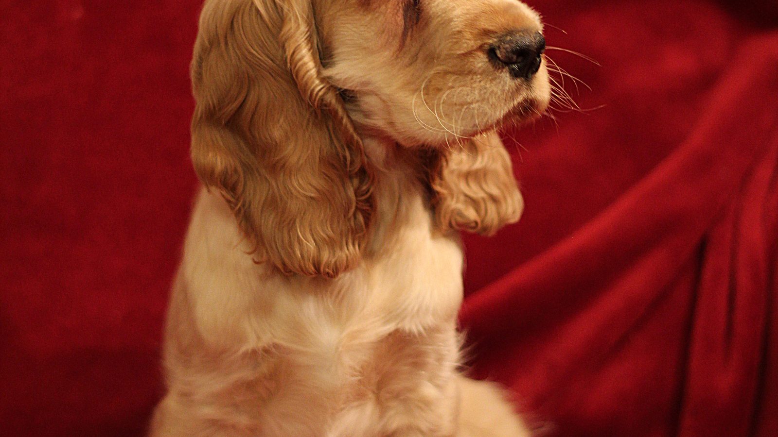 Cocker Spaniel inglés adulto, raza mediana del grupo Perro de caza