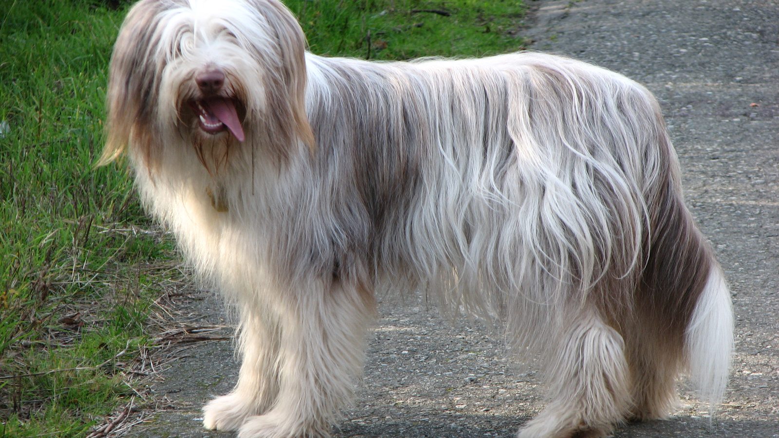 Ejemplar adulto de la raza Collie Barbudo