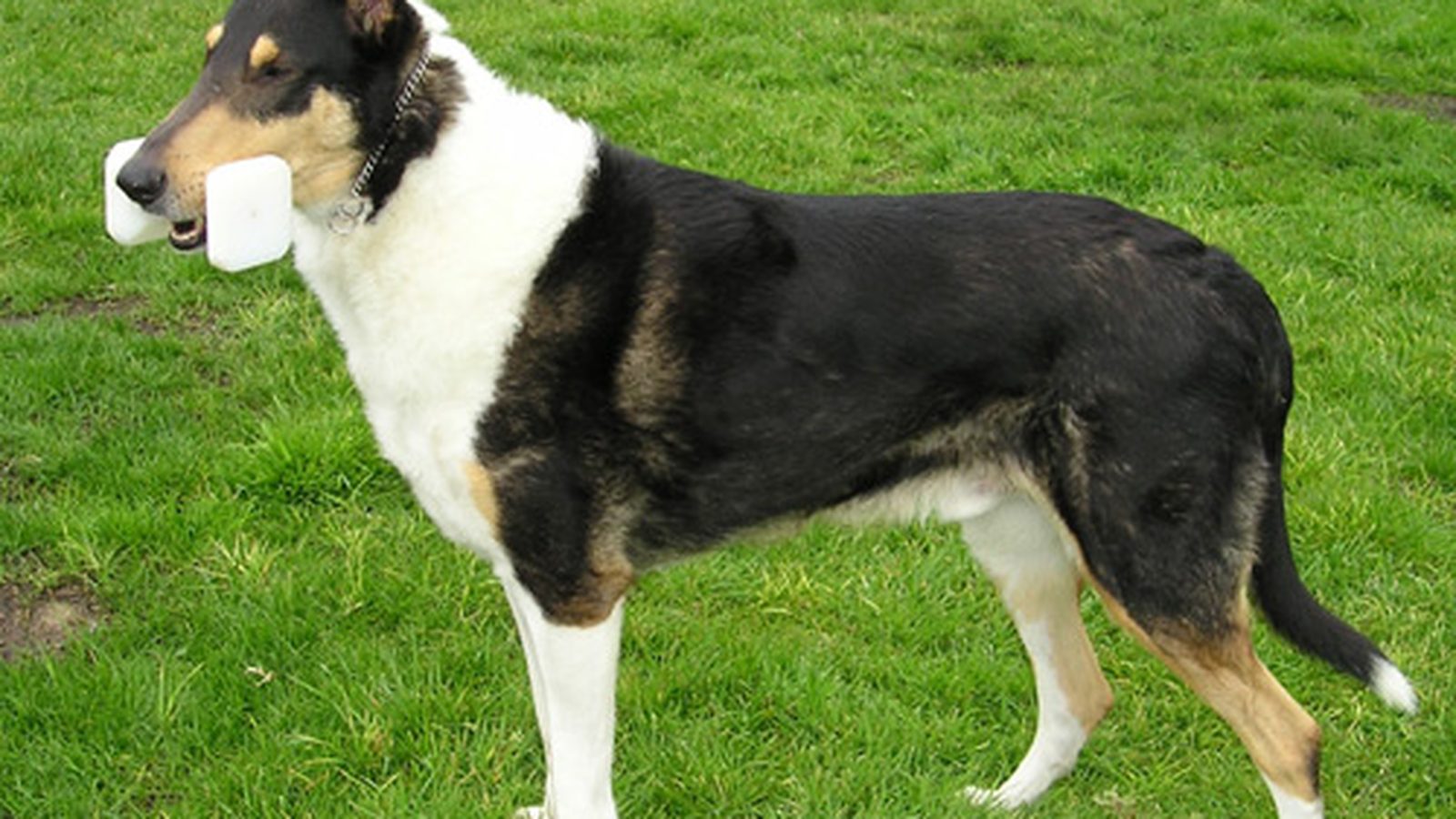 Ejemplar adulto de la raza Collie De Pelo Corto