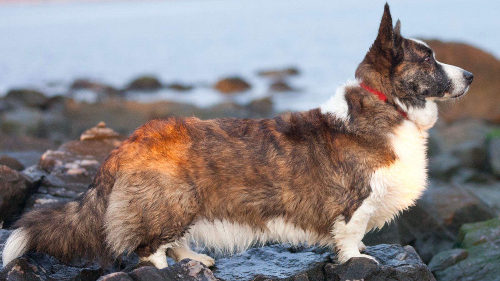 Ejemplar adulto de la raza Welsh Corgi Cardigan