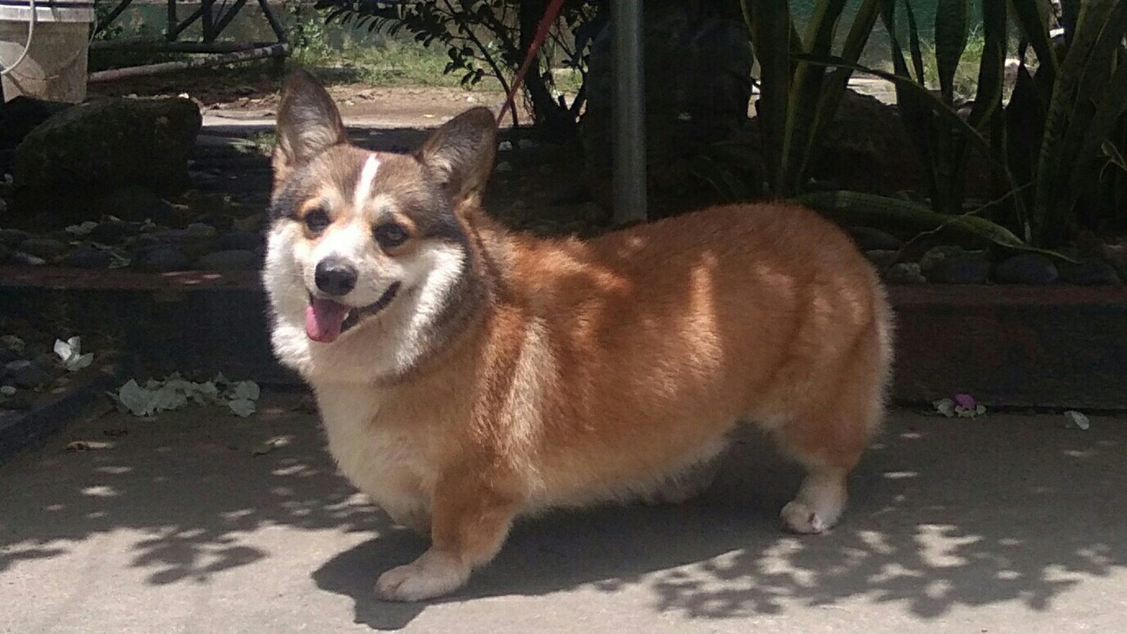 Ejemplar adulto de la raza Corgi Gales De Pembroke