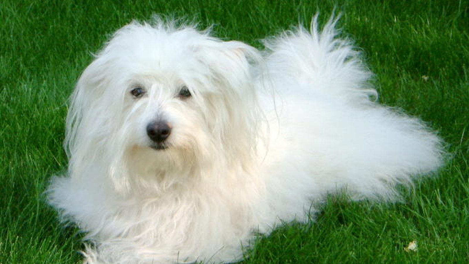 Ejemplar adulto de la raza Coton De Tulear